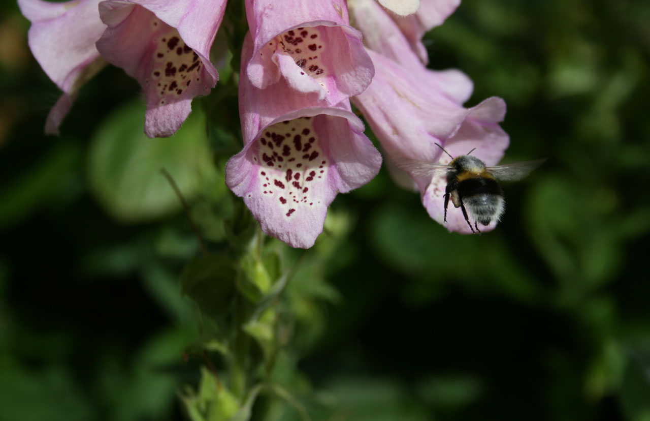 Bee On Foxglove Flower