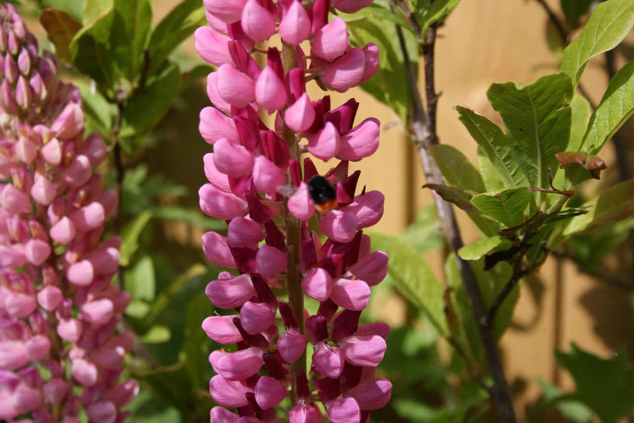 Bee On Lupins