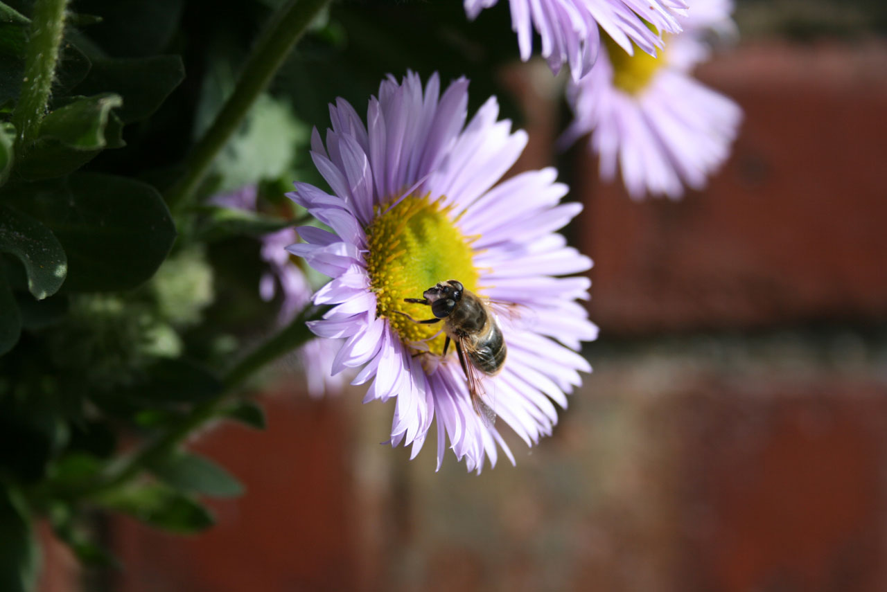 Bee On Michaelmas Daisy