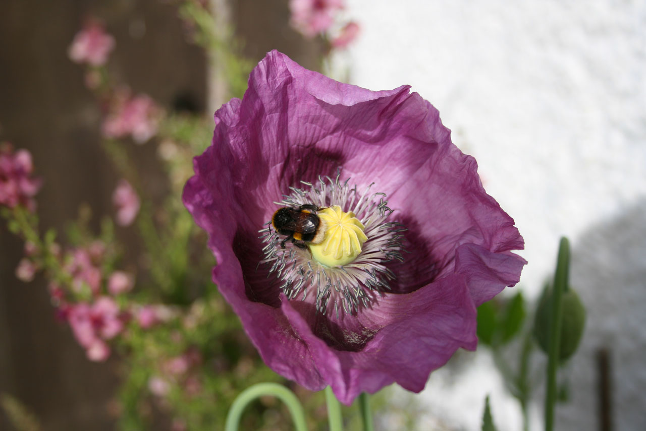 蜜蜂在紫色罂粟花