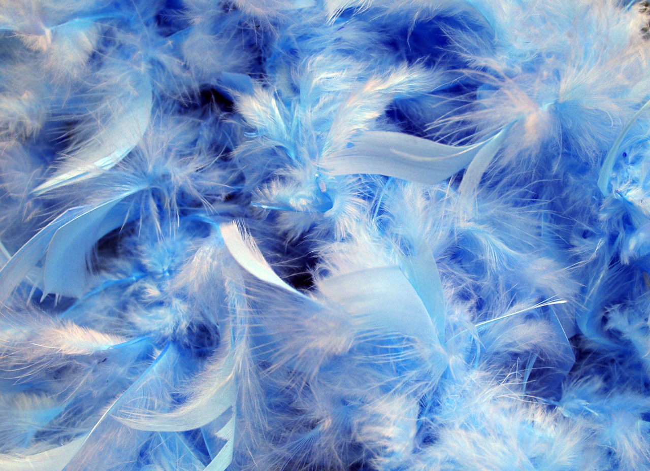 Blue Feathers Background