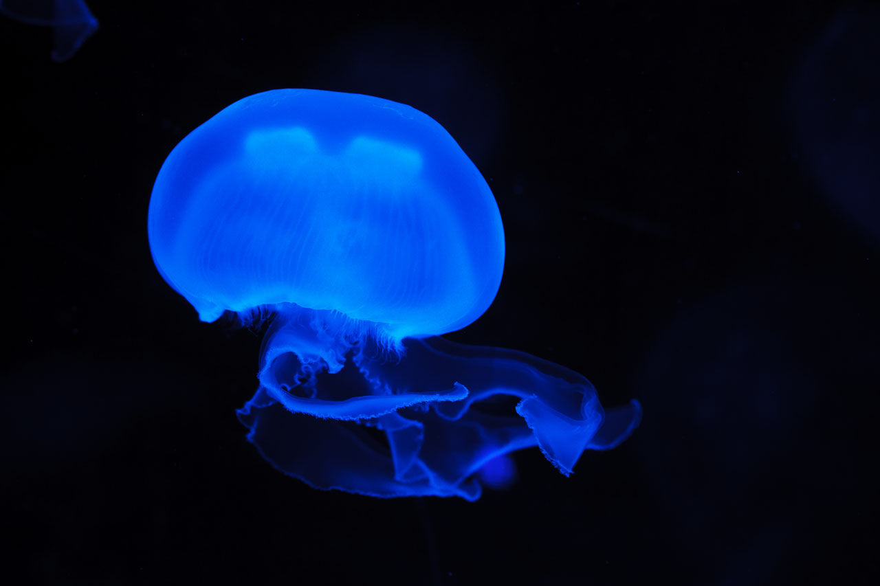 синие медузы луны