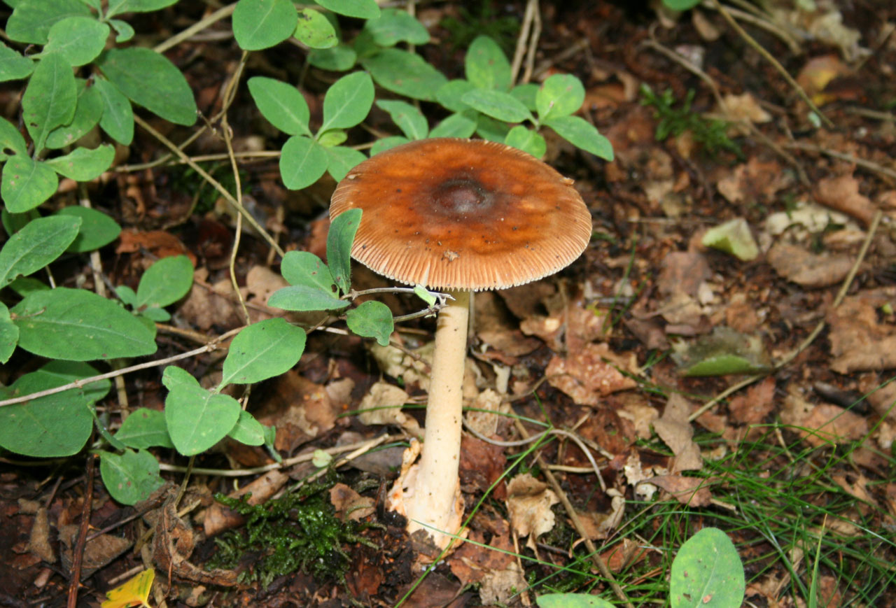 Brown Top Funghi