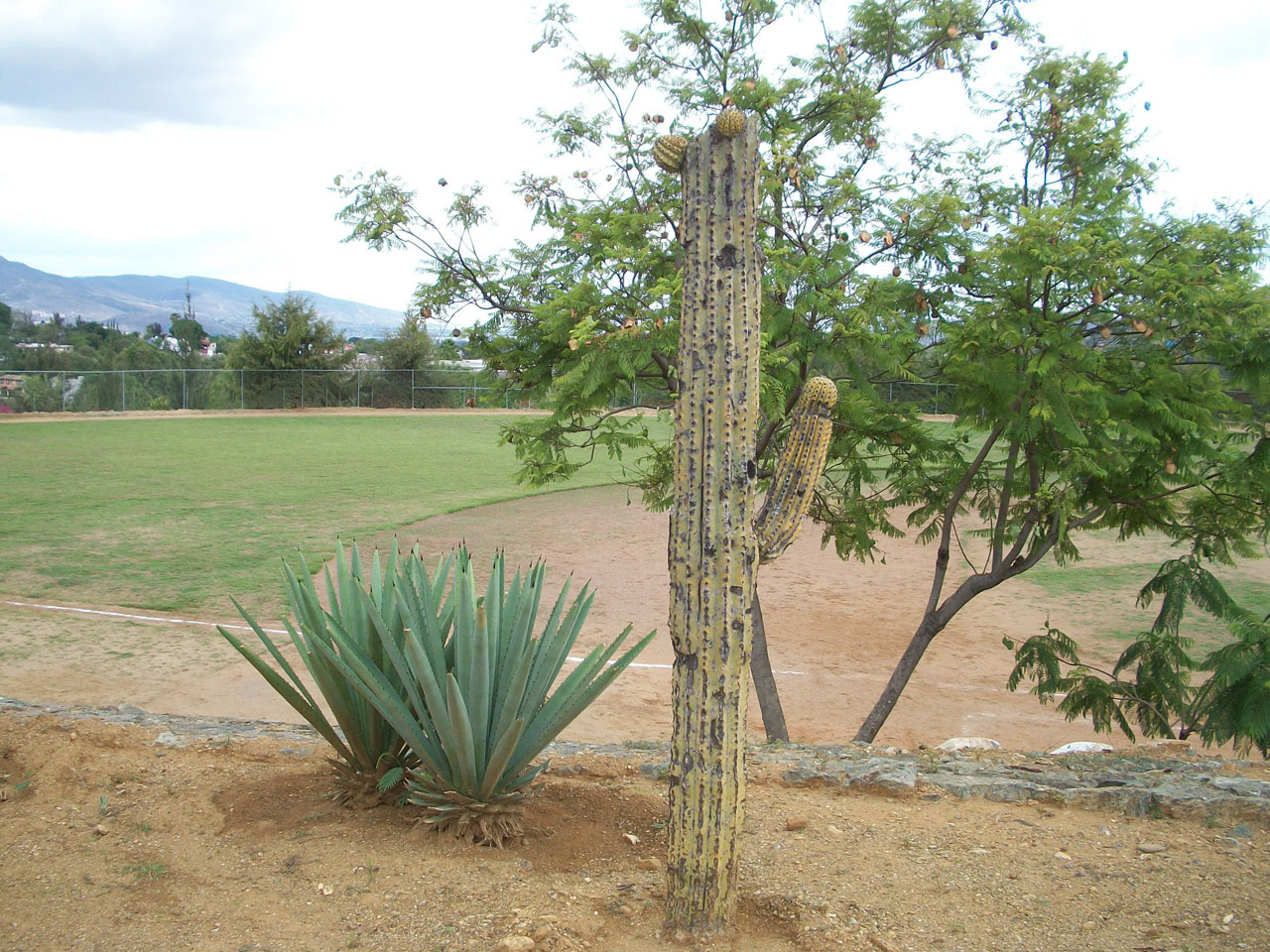 Cactus e agave