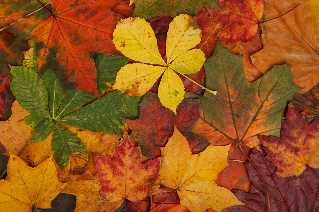 Kolorowych liści jesienią