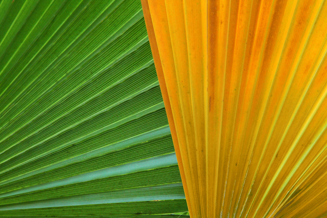 Palmiers colorés feuilles