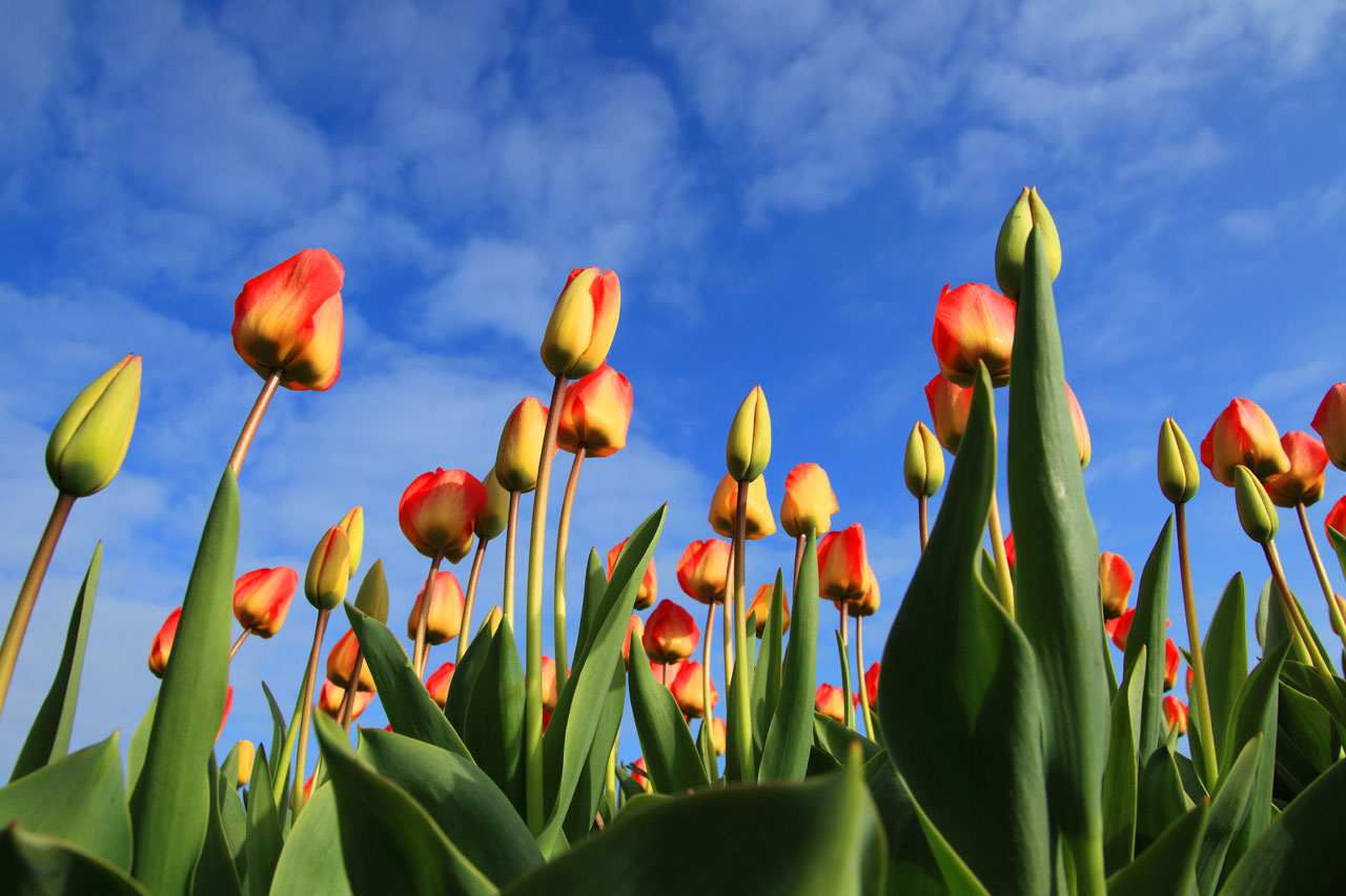 Tulipanes de colores y el cielo azul