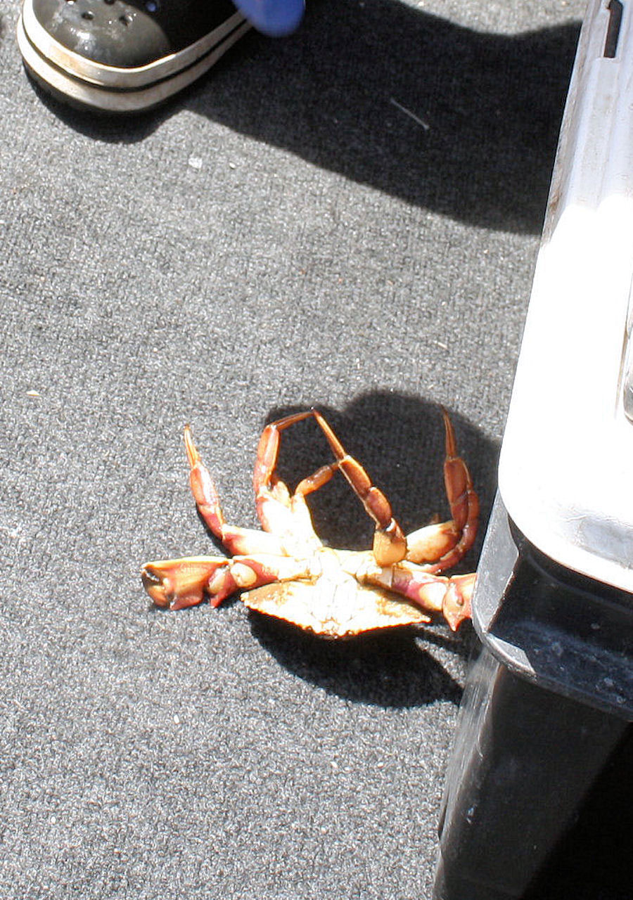 Crab On Its Back