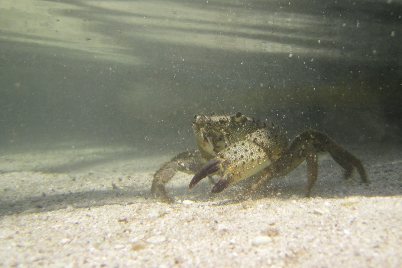 Krabba under vattnet