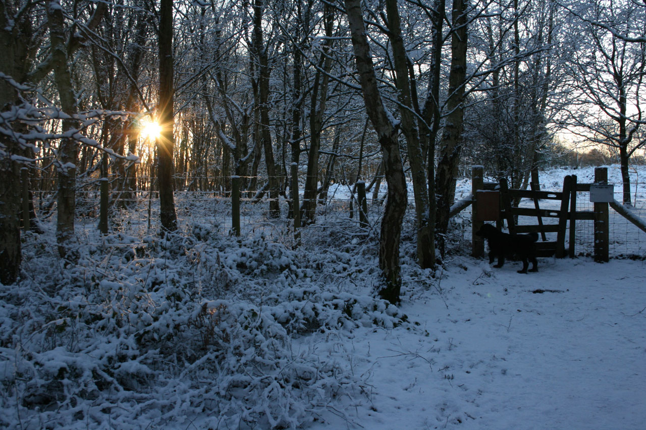 在积雪晚上多格瓦尔克