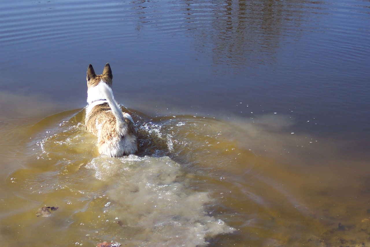 狗测试水