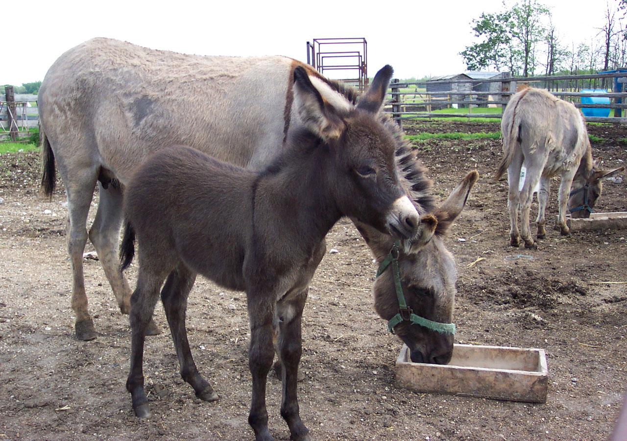 Donkeys Mare And Baby