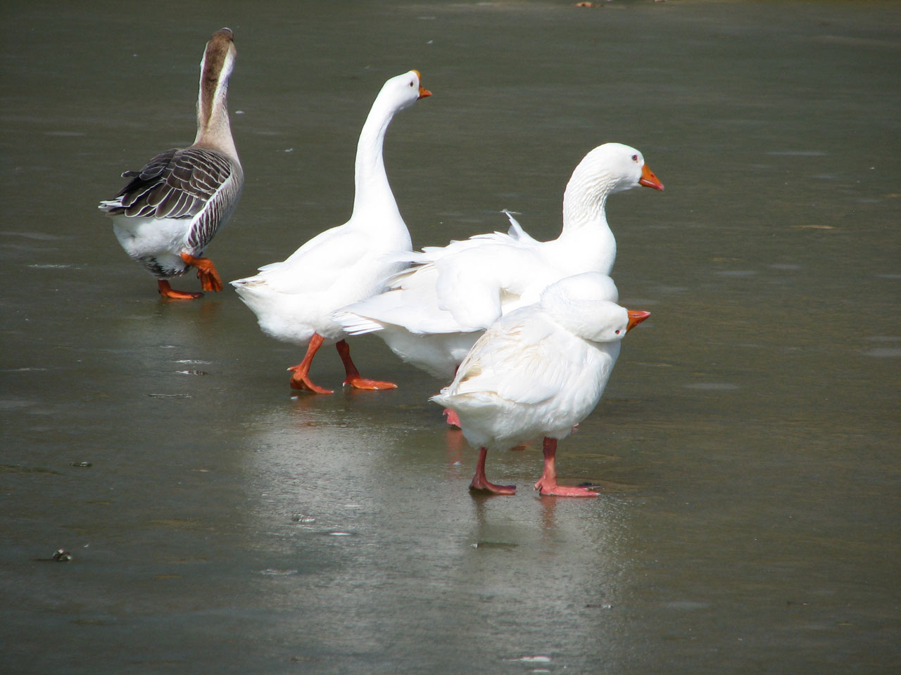 Ducks And Geese Line Dancing