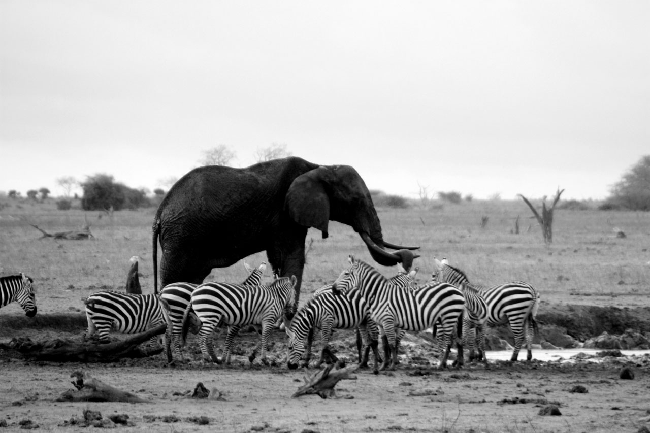 Elefante e zebras