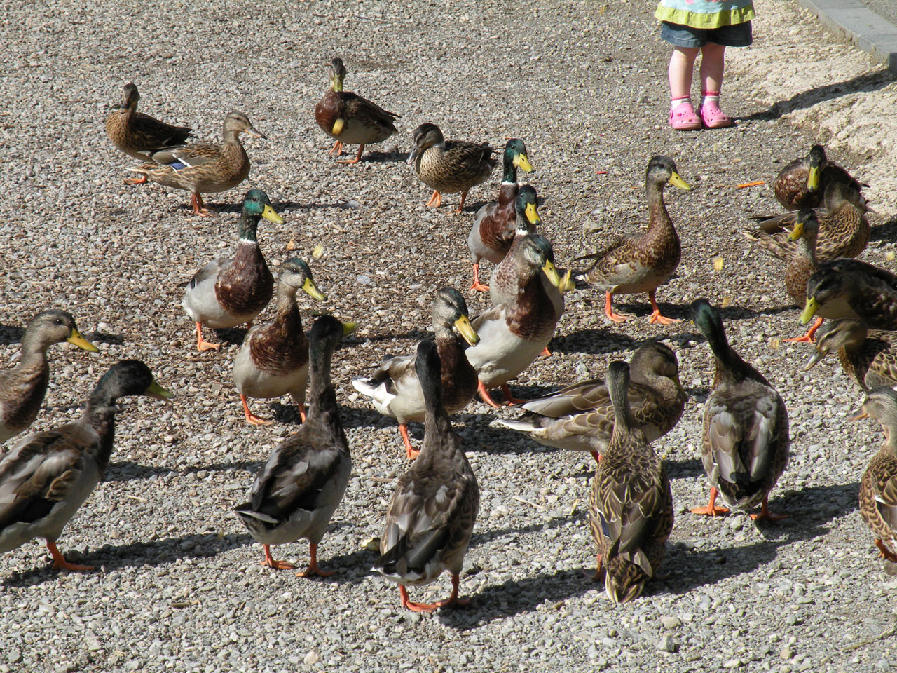 Feeding The Ducks