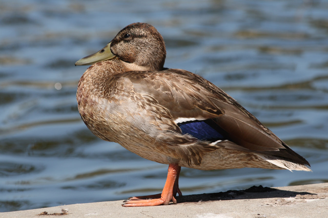 Female Mallard Duck Free Stock Photo 