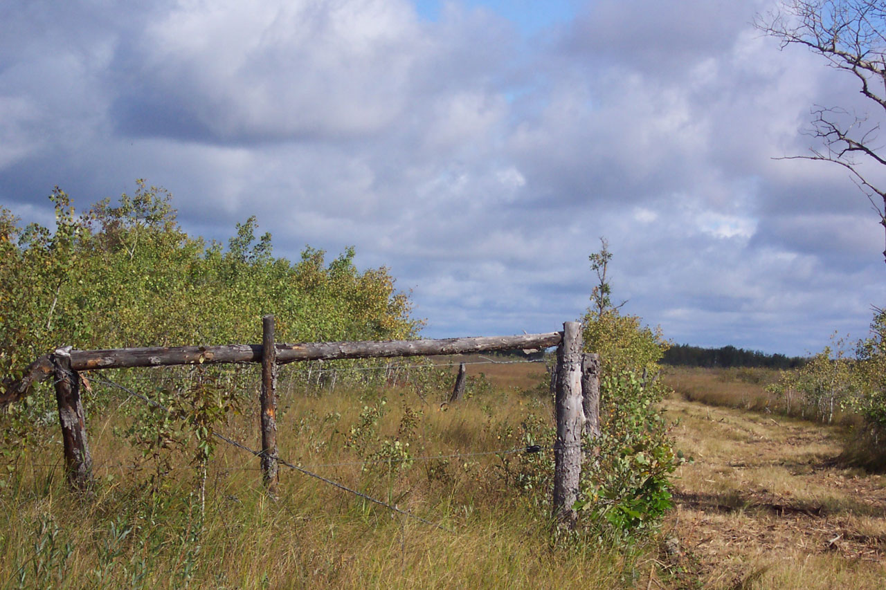 Fence And Landscape