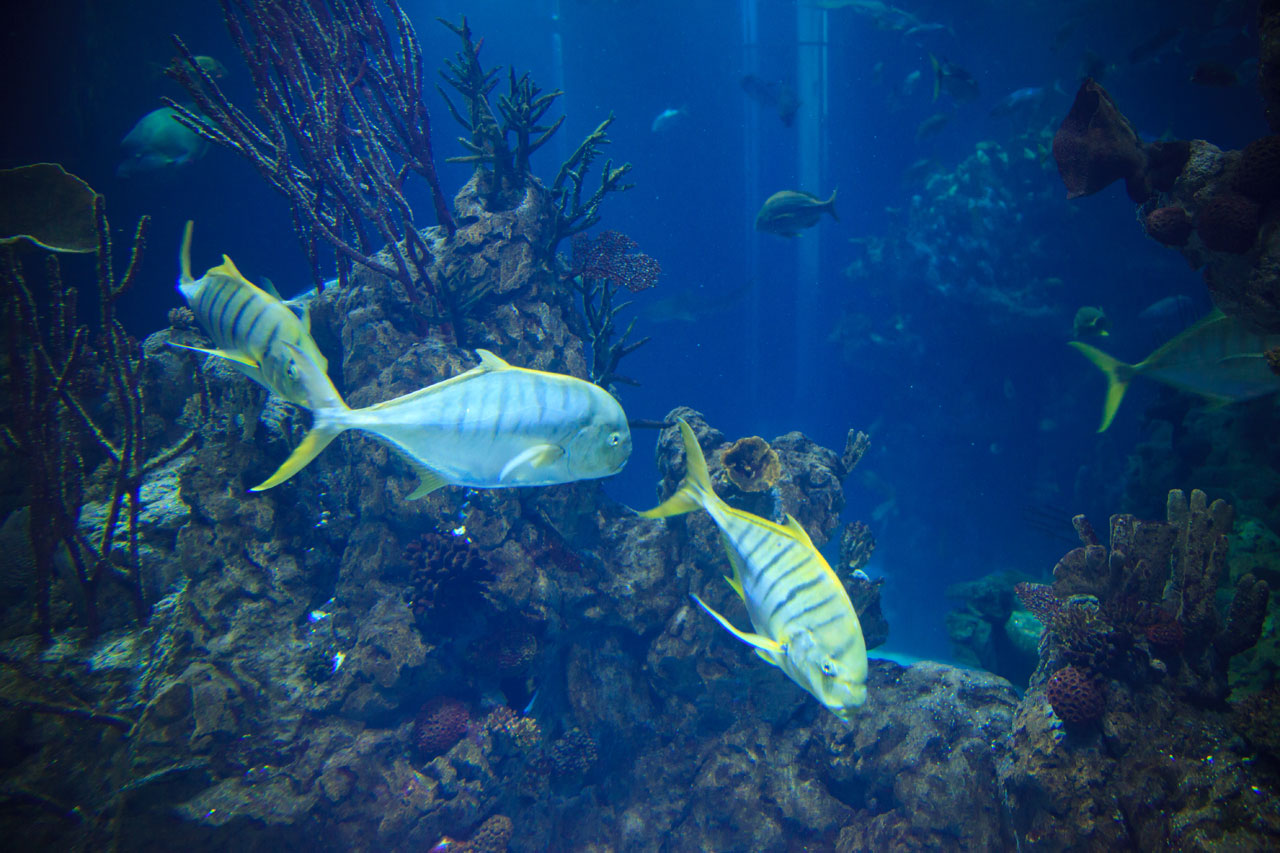 Ryby v akváriu