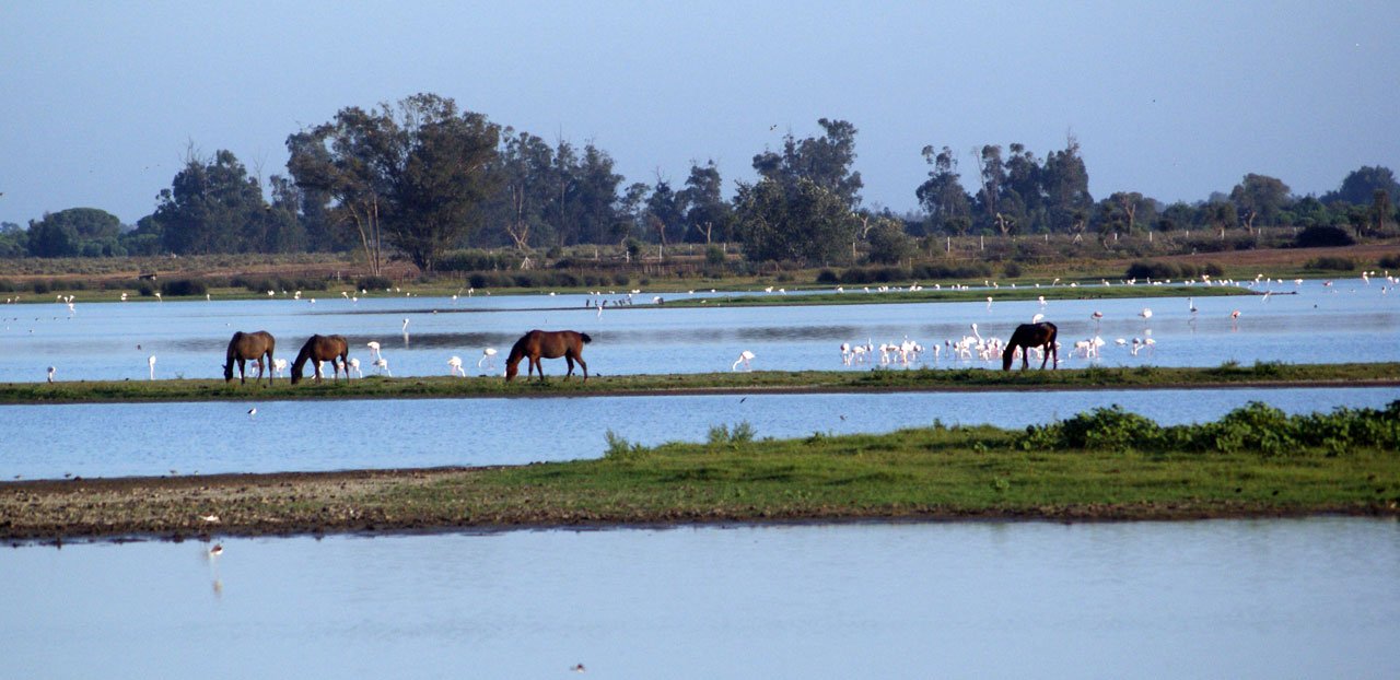 Flamingos And Horses