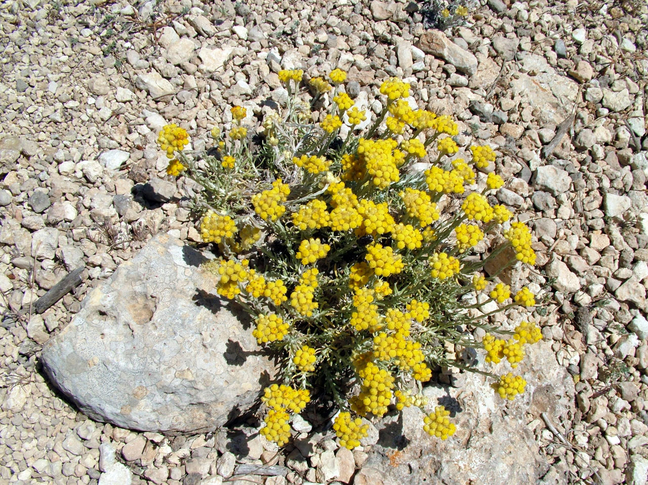 岩石中黄色的花