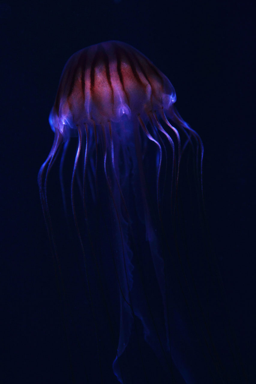 светящейся медузы