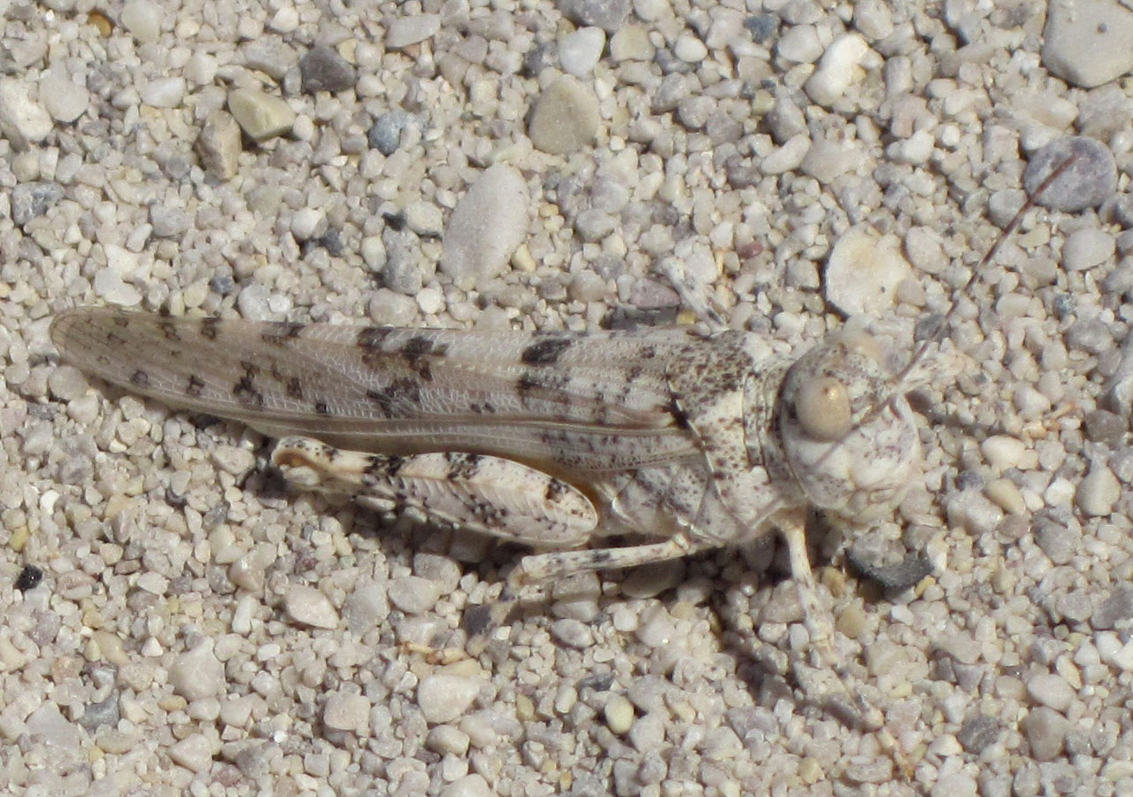 Grasshopper In Sand