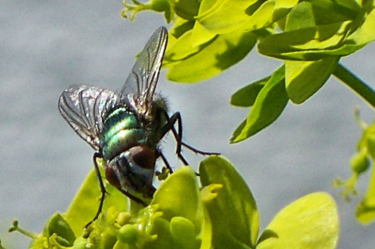 Zelená láhev Fly