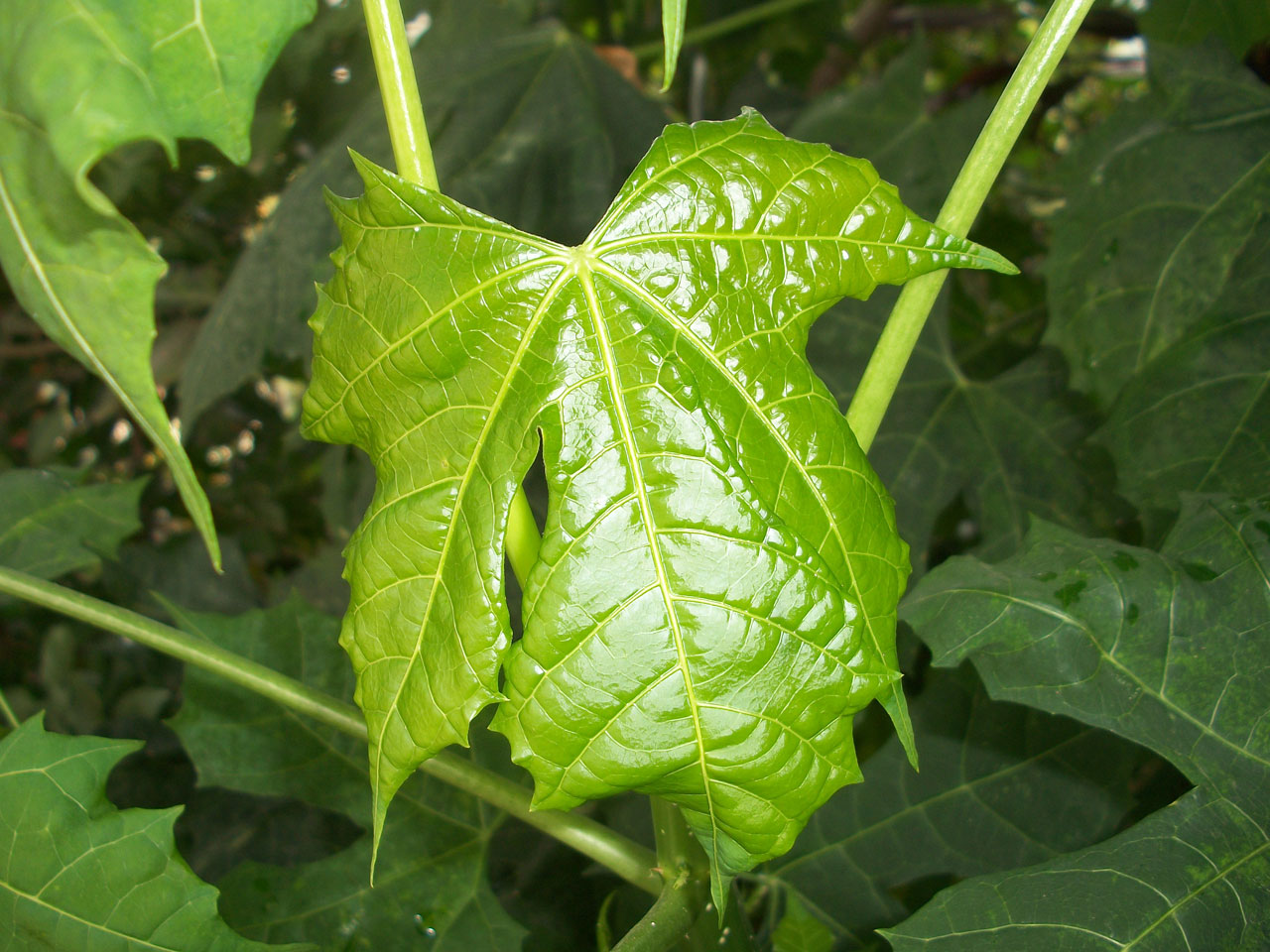 Chaya Leaf