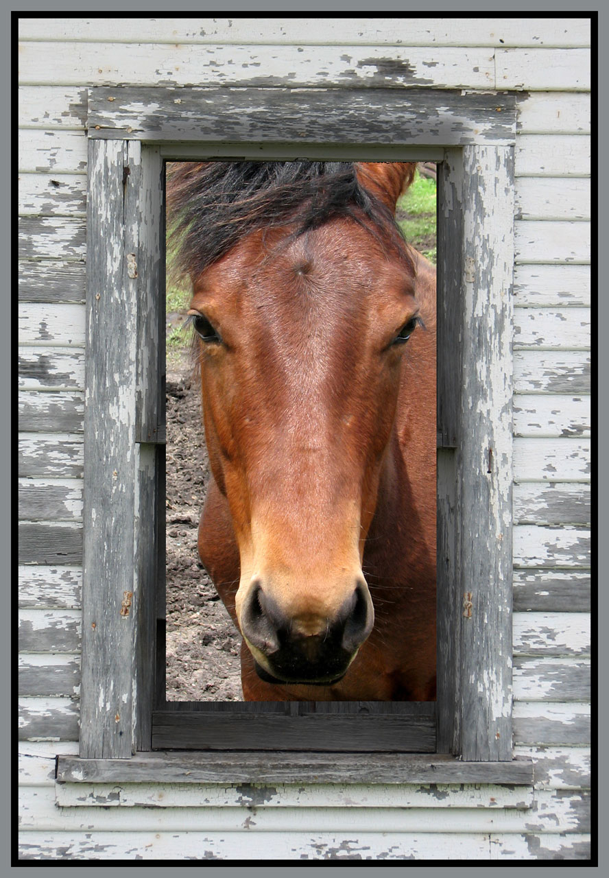Horse In Frame