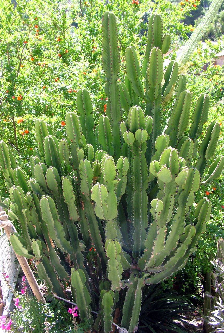 Cactus kolonie