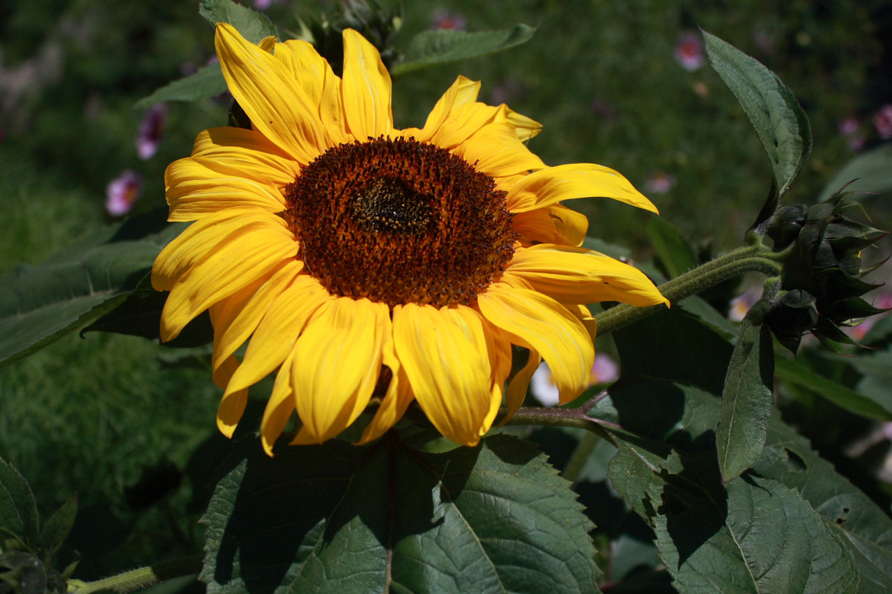 Large Sunflower Bloom