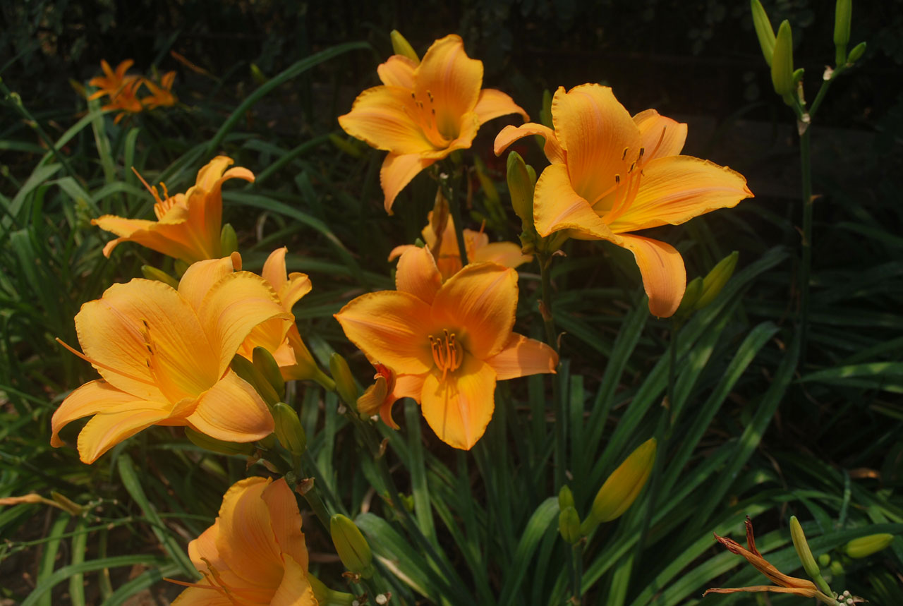 Lillies In The Sun