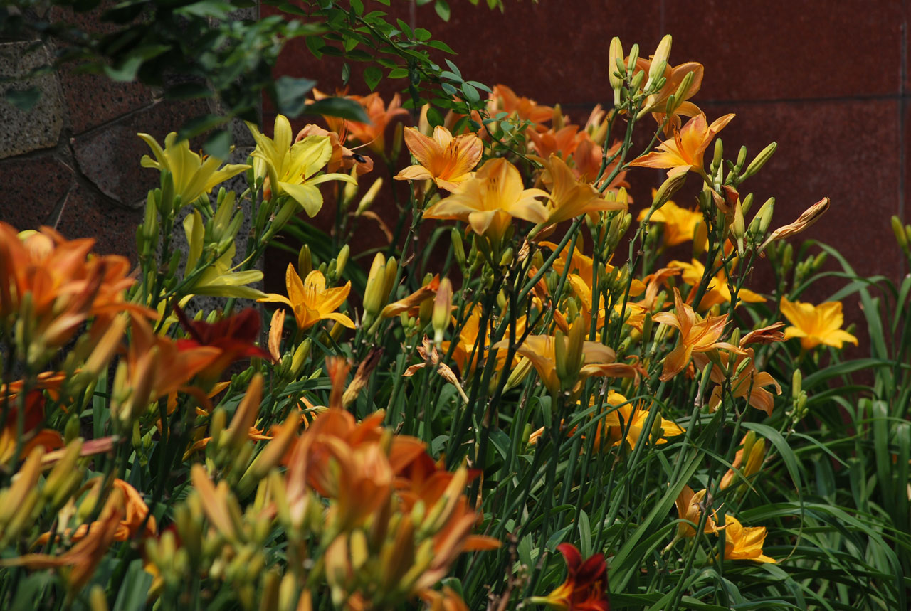 Lily Patch