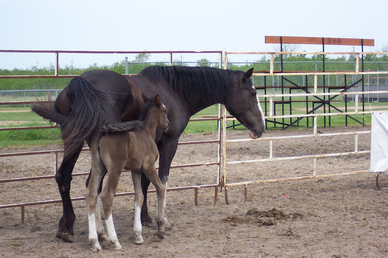 Mare And Colt
