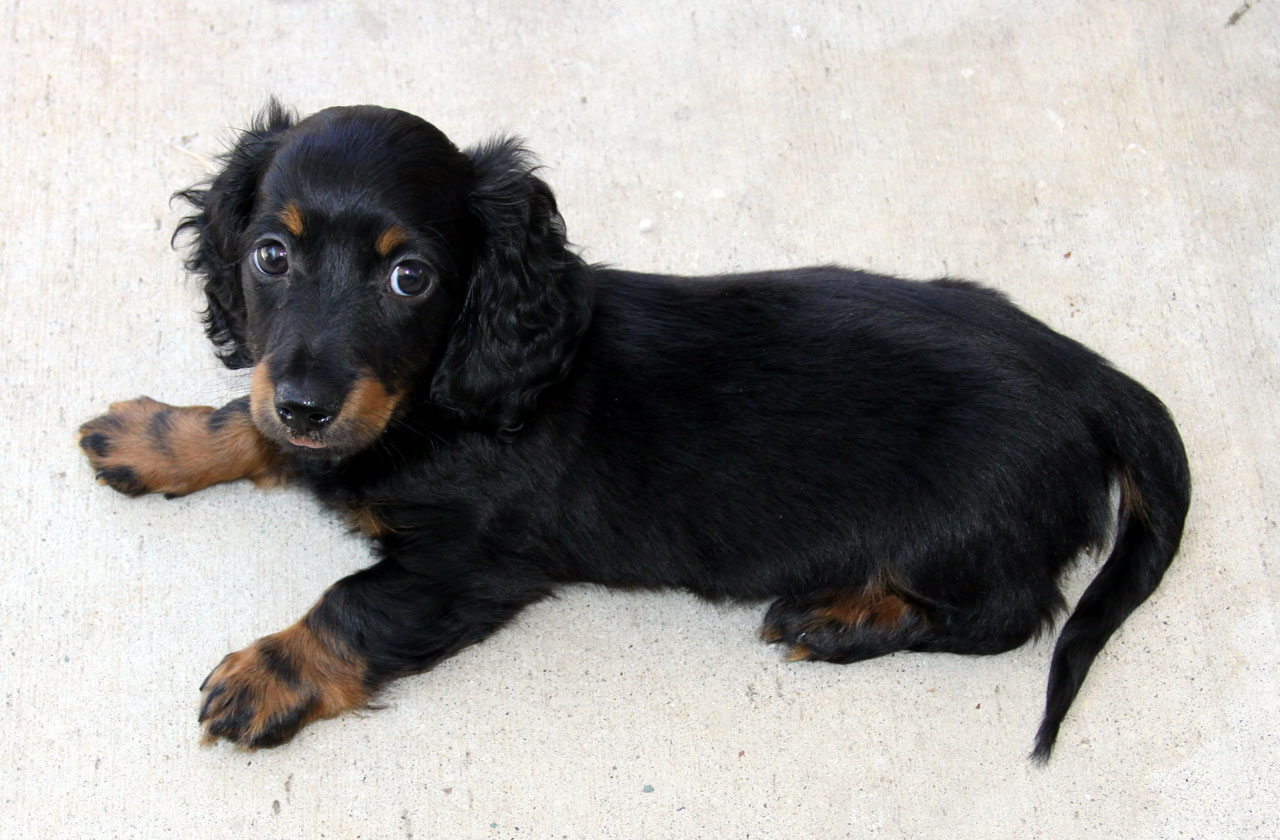 Longhair Mini Dachshund Puppy