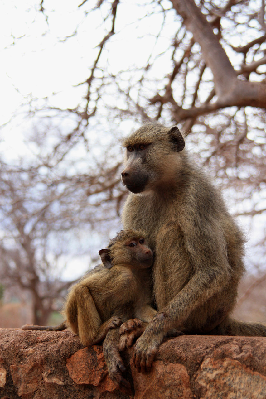 Macaco com bebé