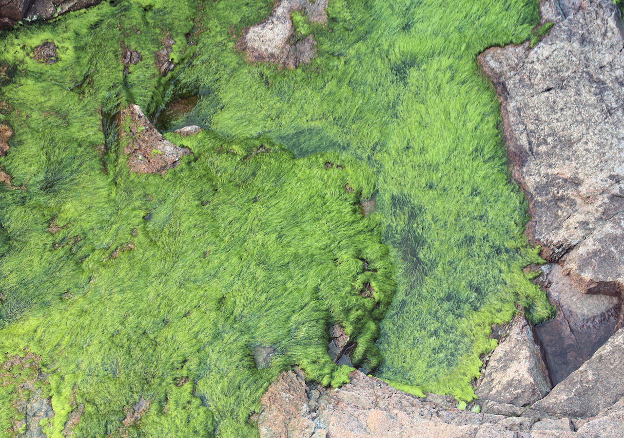 Moss Growing On Rock Boulder