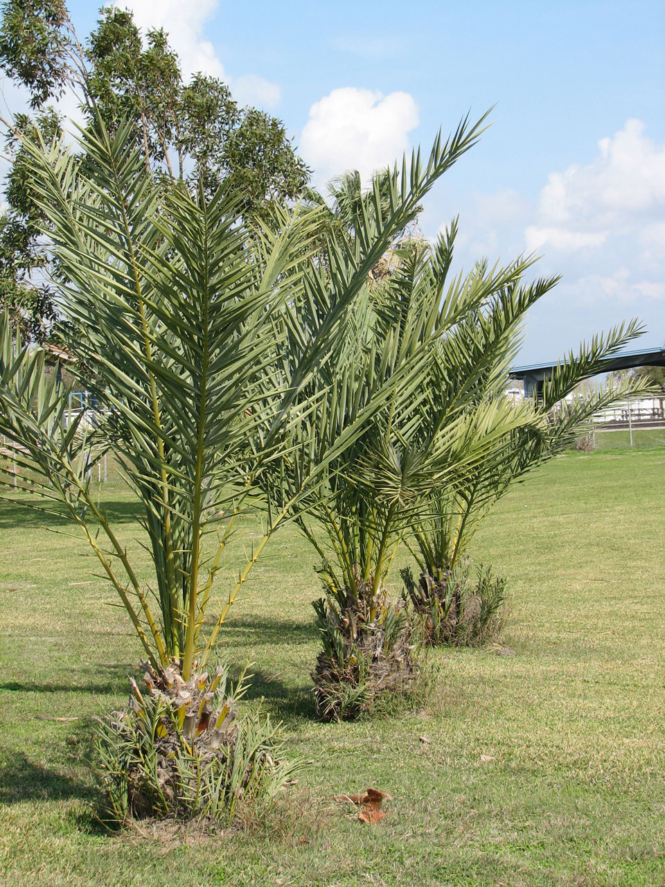 Palm Trees Port Lavaca