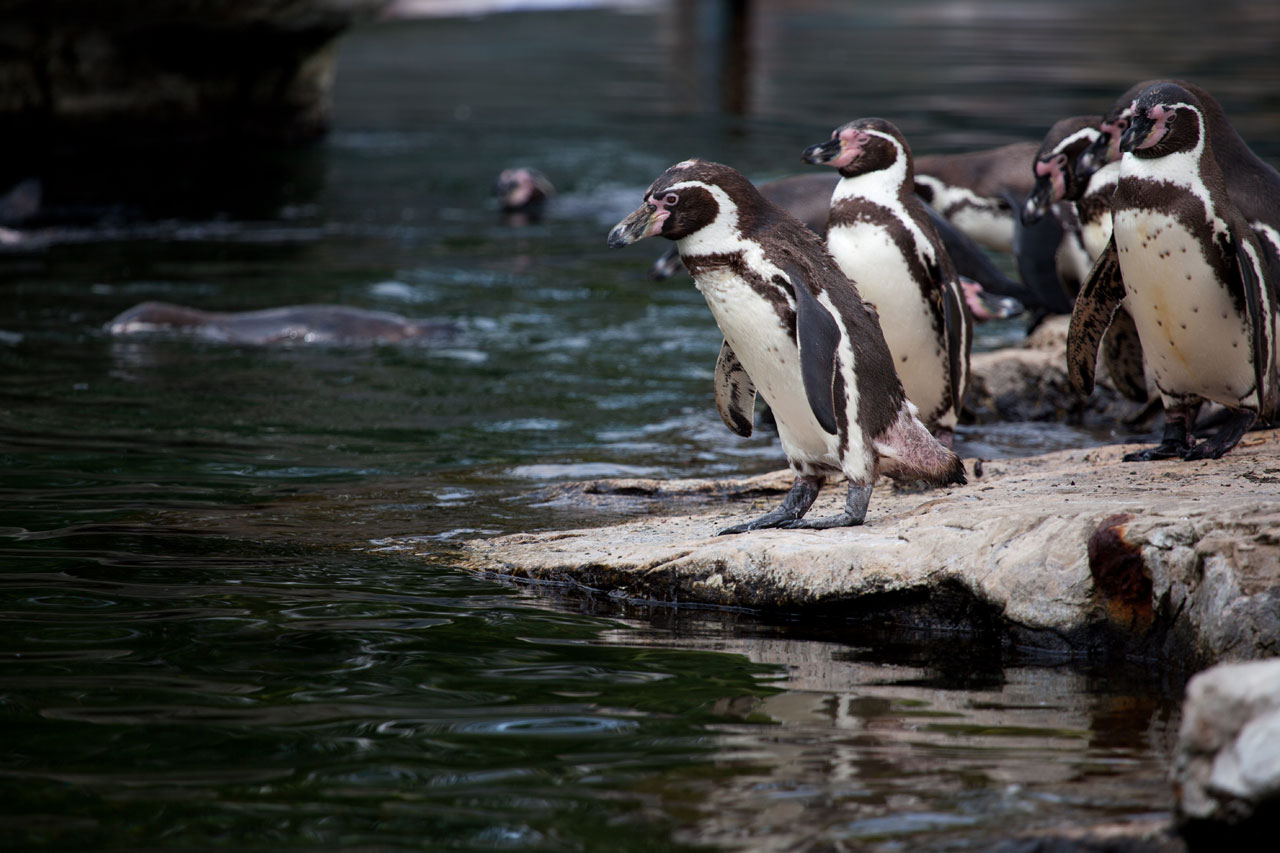 Pingouins au zoo