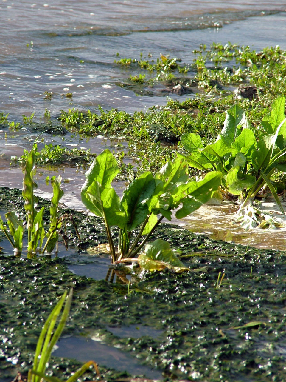 Plants In The Water