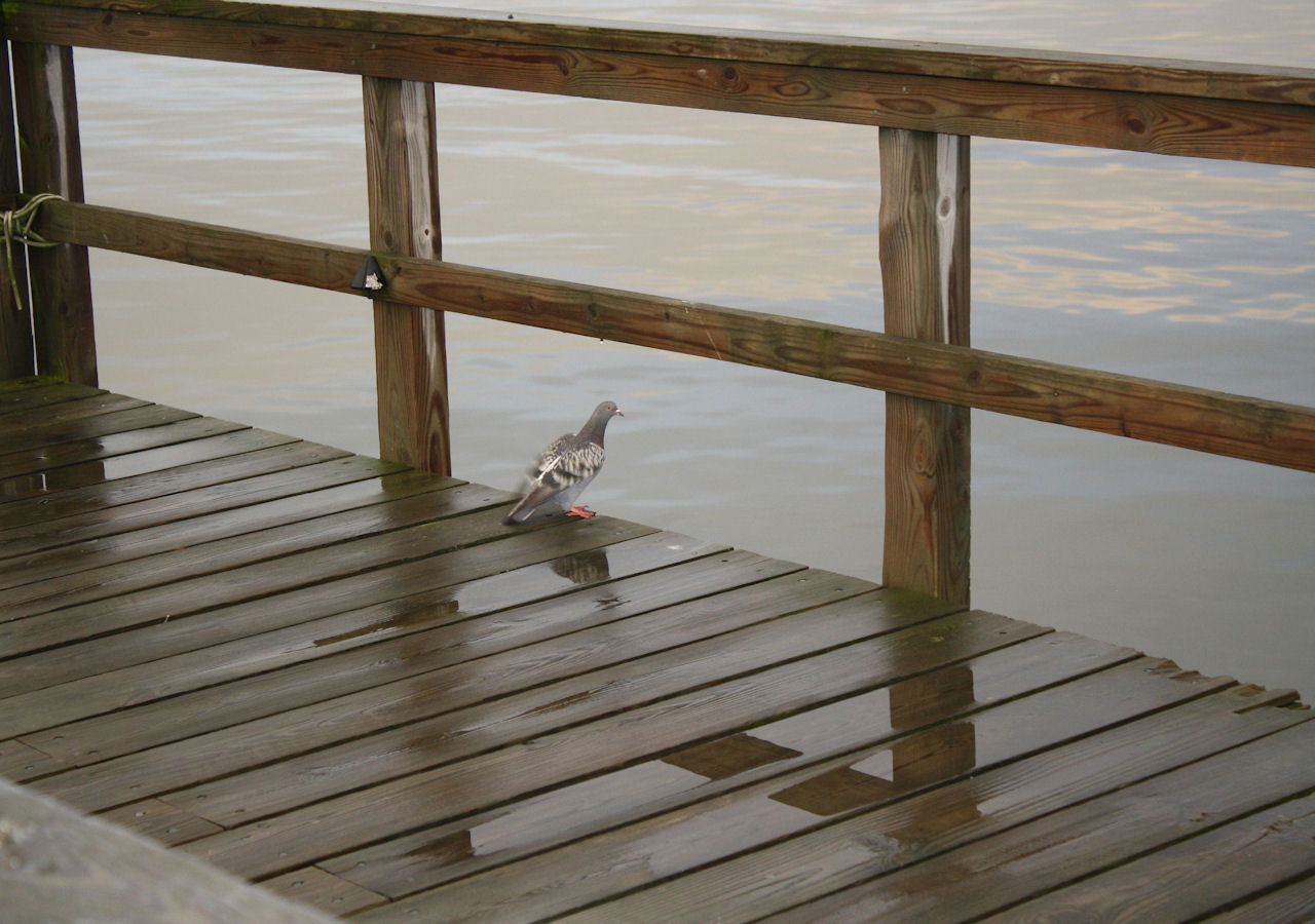 Pigeon On Boating Deck