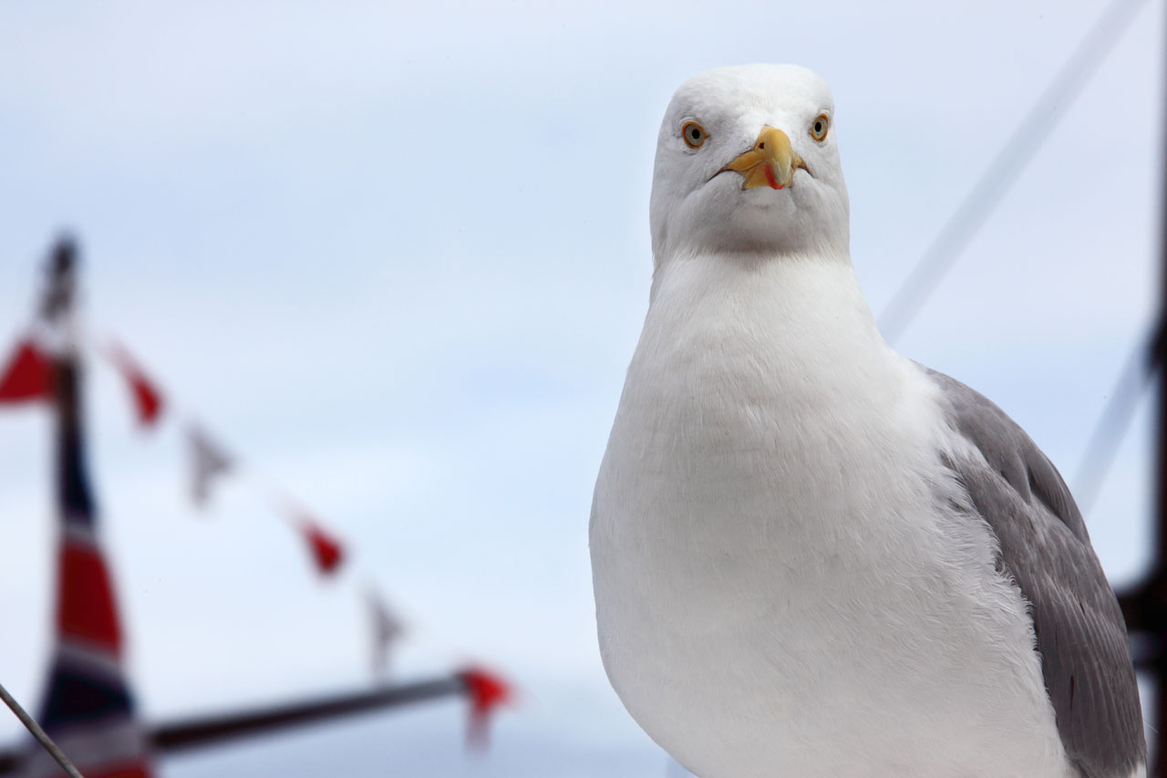 Hrdý Seagull