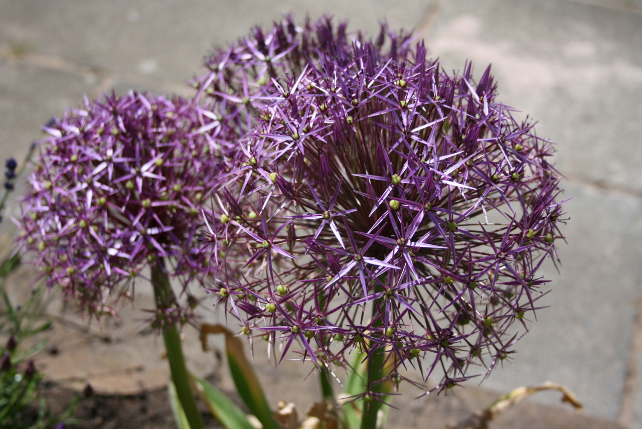 紫Alliums