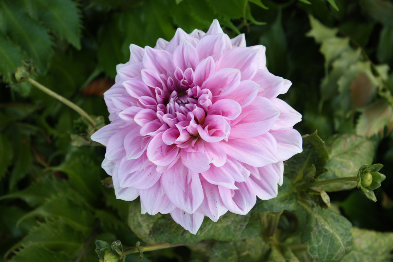 Purple-pink Flower Bloom