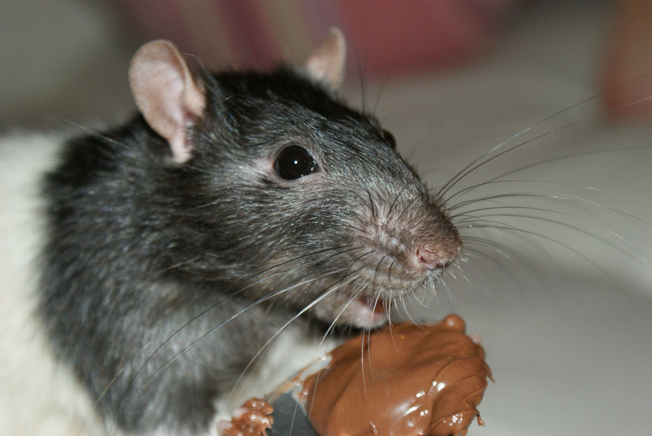 Gourmand Ratte