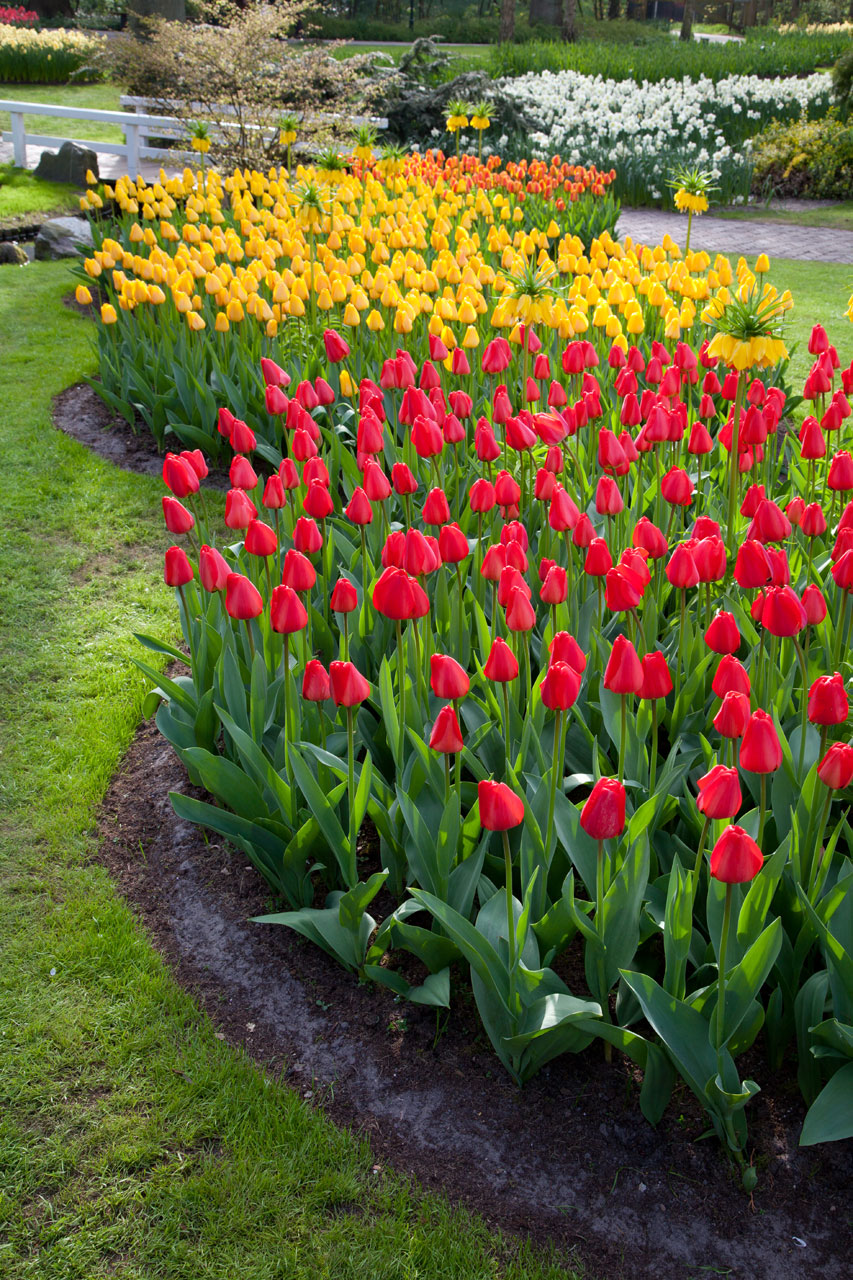 Vermelho e amarelo camas tulipa