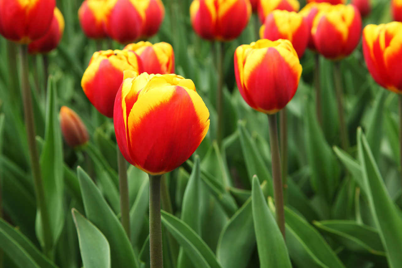 červené a žluté tulipány