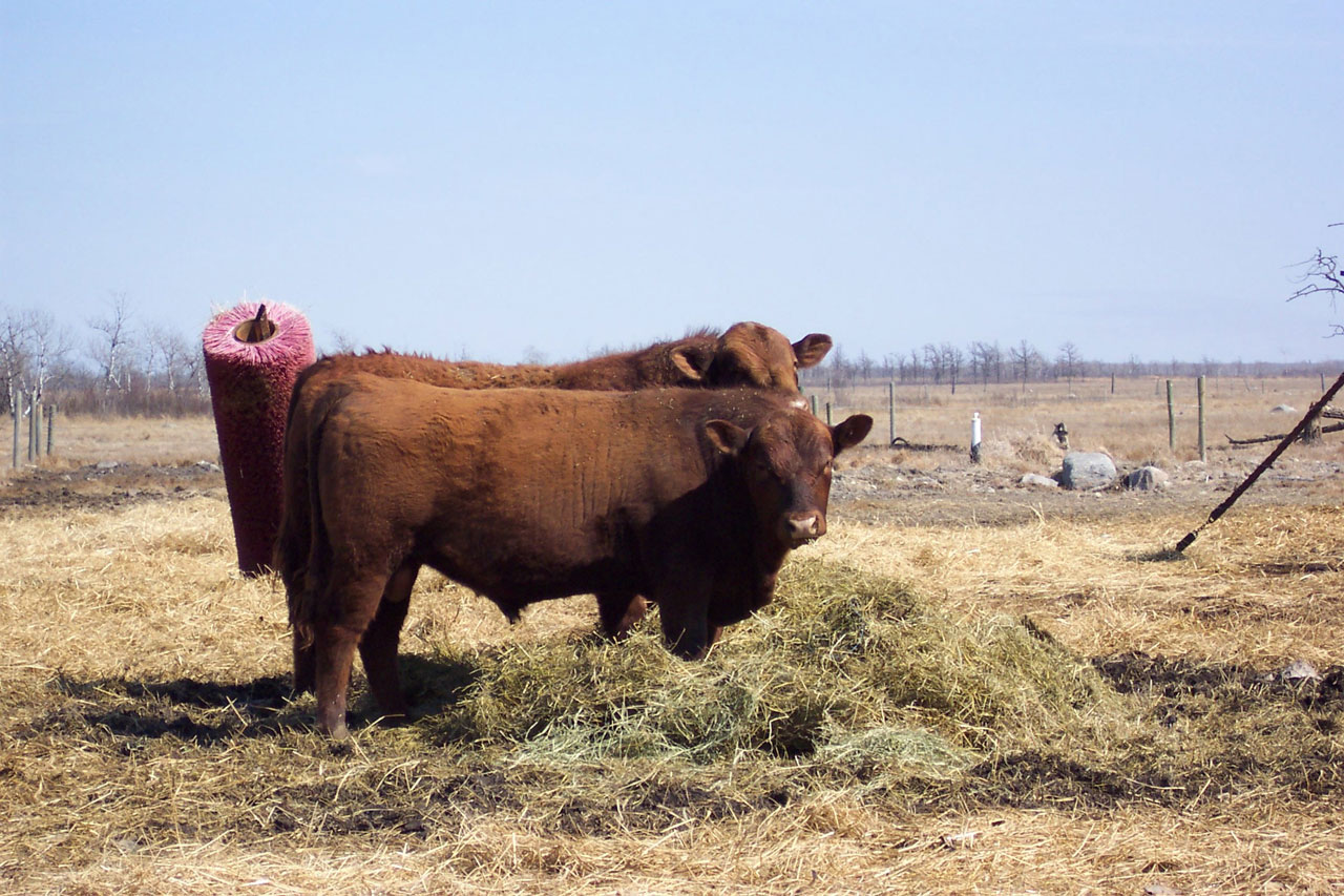 Red Angus Bull In Field