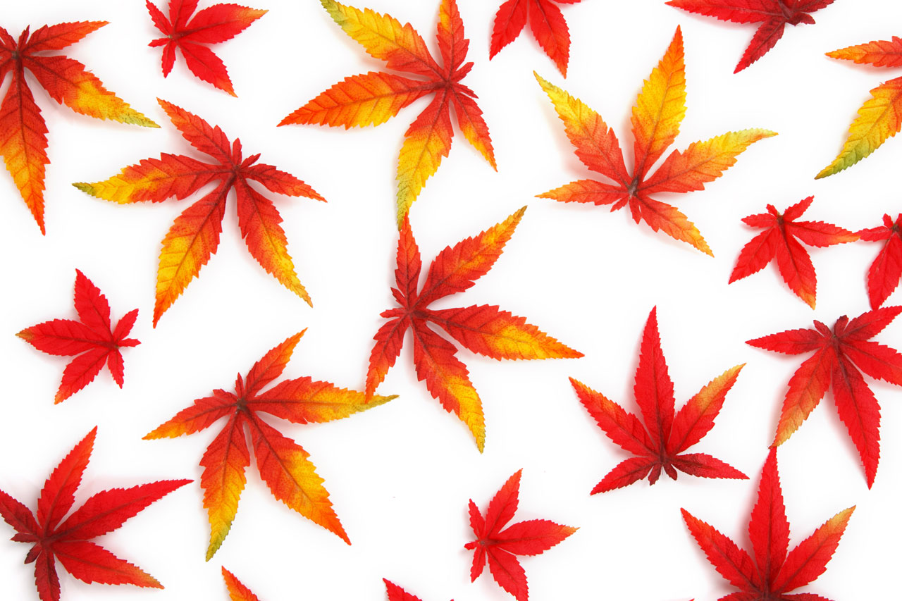 L'automne les feuilles rouges