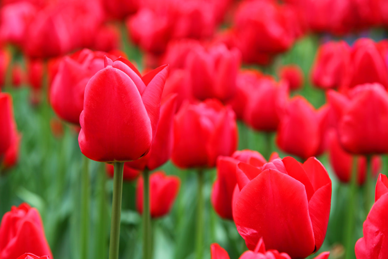 červený tulipán pozadí